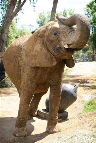 POURQUOI LES ÉLÉPHANTS SAUTENT-ILS ?